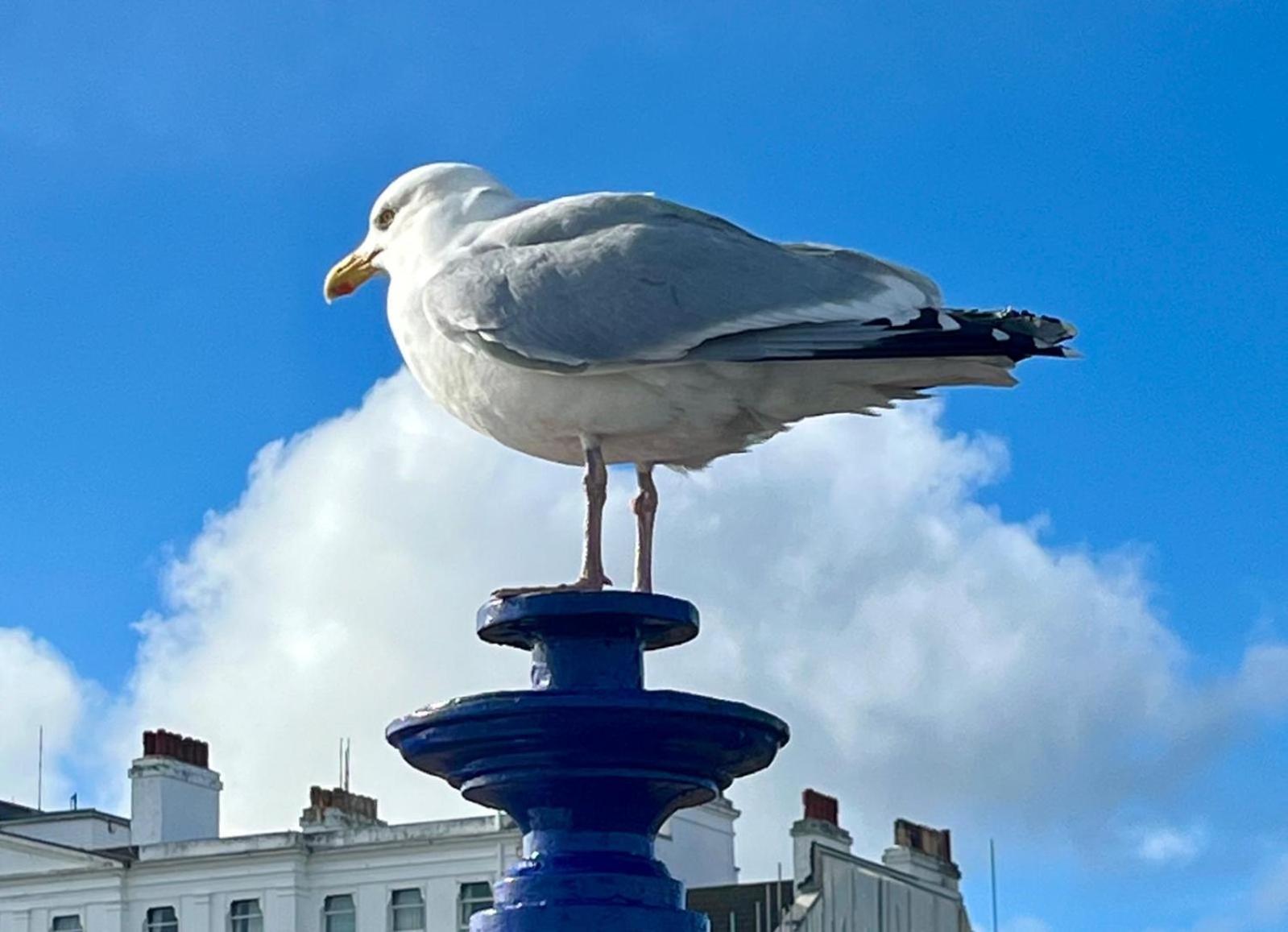 "The Quirky" Seafront Apartment Tournoi d'Tournoi d'Eastbourne Extérieur photo